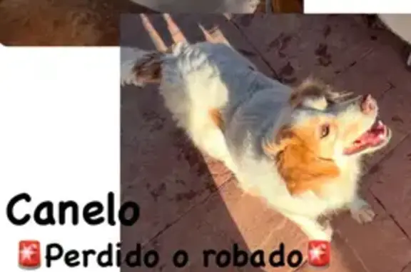 ¡Perro perdido! Canelo, blanco y canela