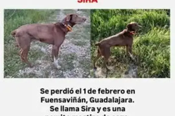 Perra perdida: Sira, mestiza de caza en Torremocha