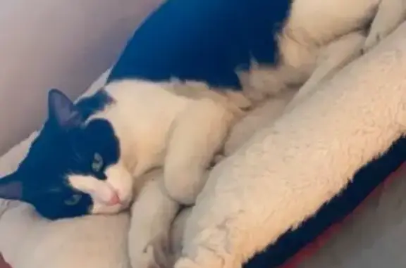 Animaux perdus Marignane, photo: Chat noir et blanc perdu à Marignane