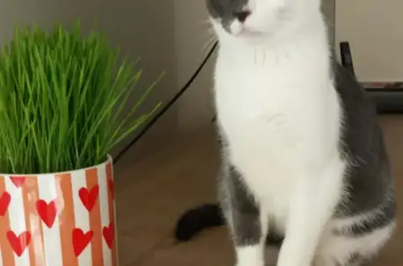 Animaux perdus Colomiers, photo: Jeune chat gris-blanc perdu à Colomiers
