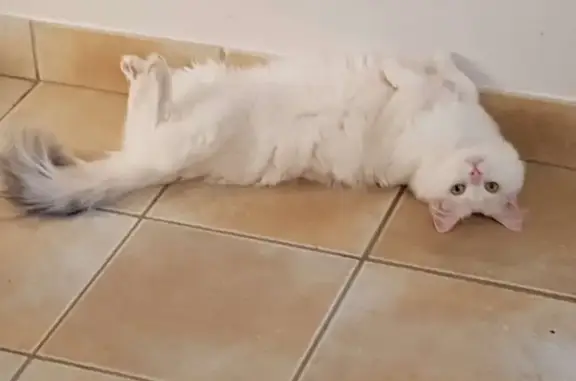 Mimi, chat blanc perdu à Chamblet - photo