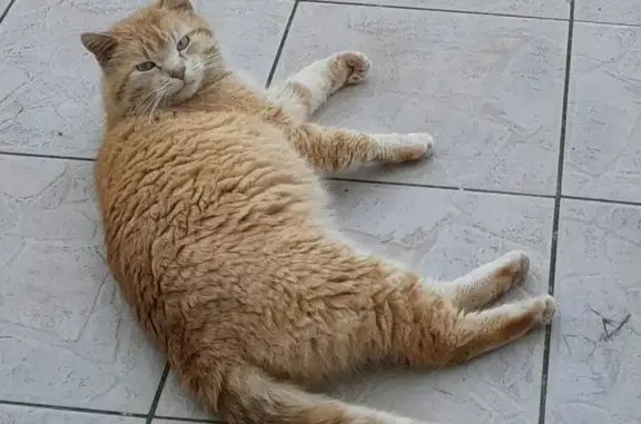 Chat roux tigré disparu à Saint-Hilaire - photo
