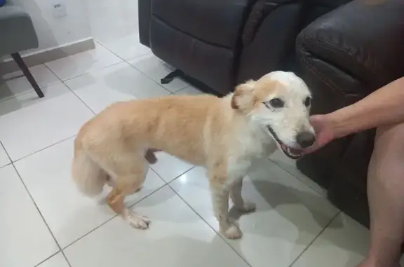 Cachorro Caramelo Encontrado em São Paulo