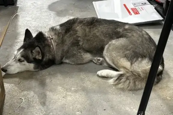 Found Husky Puppy: Sweet & Safe in Sarasota