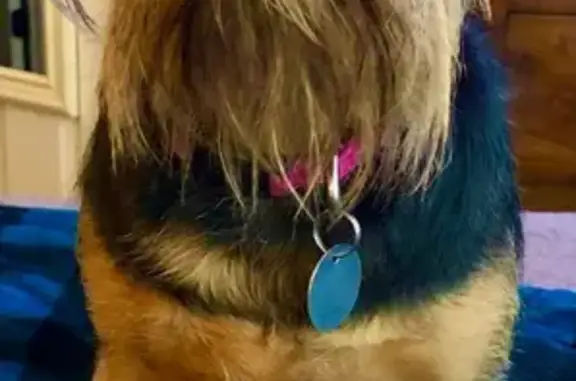 Lost Brussels Griffon Near BSU & Park