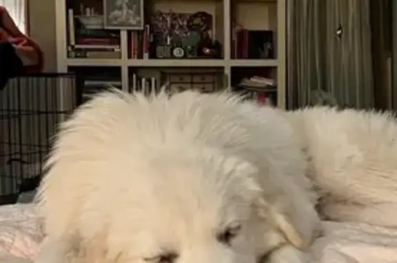 Help Find Paloma: Lost Great Pyrenees