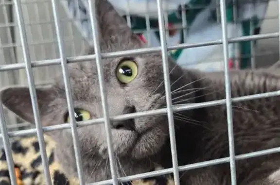 Gray Cat with Green Eyes Found...