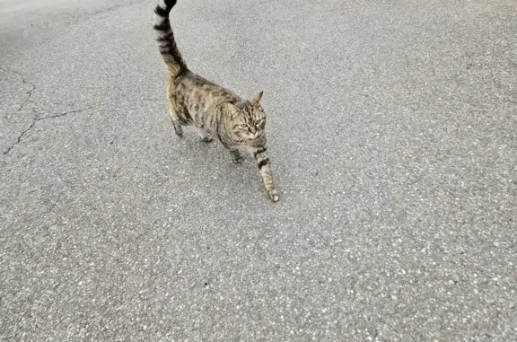 Animaux trouvés , photo: Chat sociable trouvé rue Pasteur, Rothbach