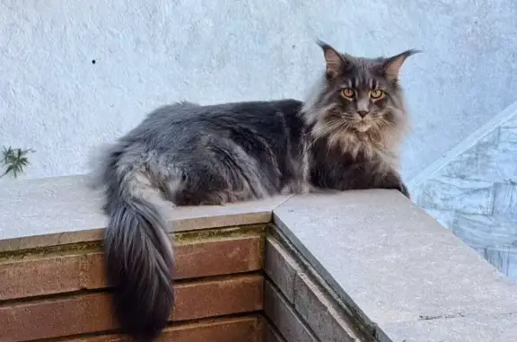 ¡Recompensa de 200€ por Gato Maine Coon Perdido!