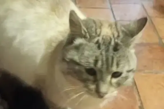 Chat trouvé Fontevraud-l'Abbaye, photo: Chat siamois docile trouvé à Fontevraud