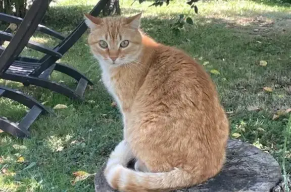 Chat perdu, , photo: Chat tigré roux perdu à Bouniagues