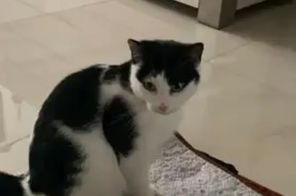 Chatte trouvée à Tourcoing : cherche foyer - photo