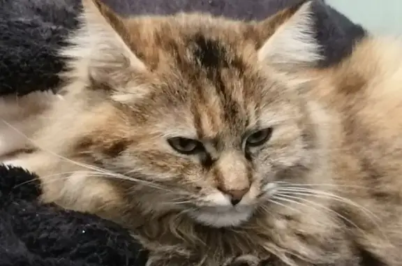 Chat perdu : Majesté, très peureuse, à Pibrac - photo