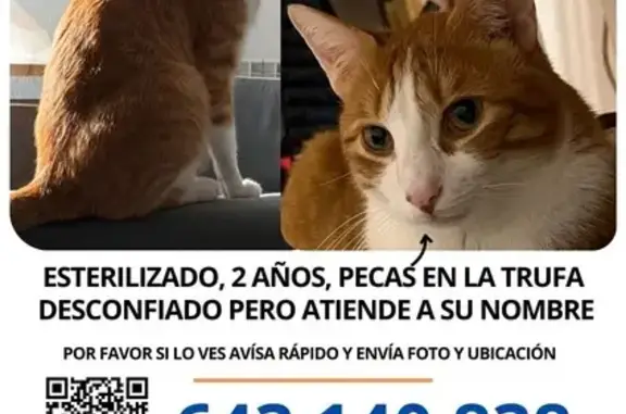 ¡Ayuda! Gato naranja perdido en Pradolongo