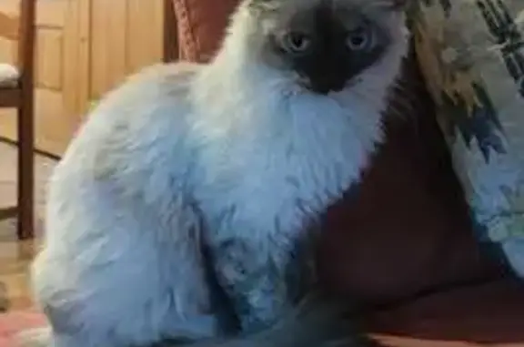 Animaux perdus Lepuix, photo: Chatte sacrée de Birmanie perdue à Lepuix