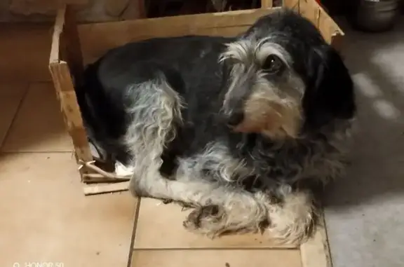 Chien perdu , photo : Griffon bleu perdu à Colombotte, Bourgogne