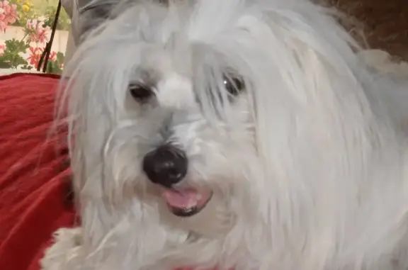 Animaux perdus , photo: Chienne Coton de Tuléar disparue à Tournai