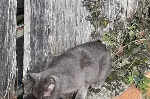 Chat gris castré trouvé à Bourseul - photo