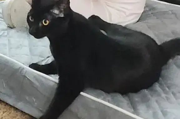 Missing: Beloved Black Cat Named Zyra