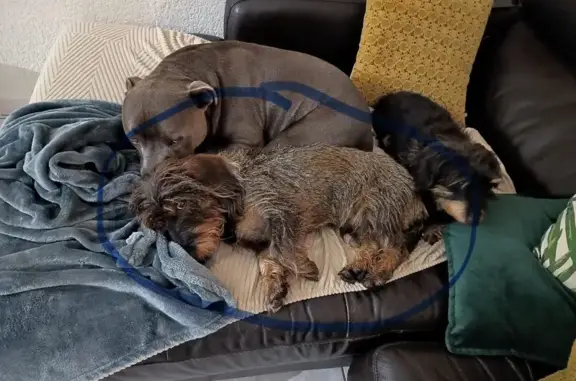 Chien perdu Carqueiranne, photo : Teckel perdu Chemin du Vieux Puits