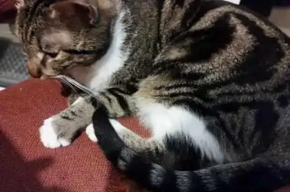 Chat trouvé Ivry-sur-Seine, photo: Chatte tigrée trouvée à Ivry-sur-Seine