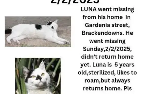 Lost Cat: Luna with Heart-Shaped Spot