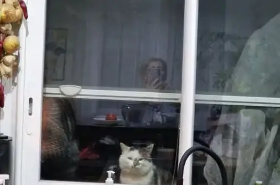 Chat blessé à nourrir, Rue Pasteur - photo