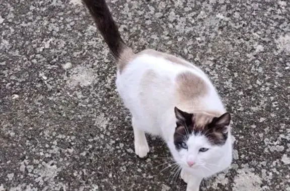 Animaux trouvés , photo: Chat trouvé : crème brun, yeux bleus, Blevaincourt
