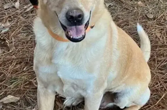 Missing Yellow Lab Mix: Help Find Him!