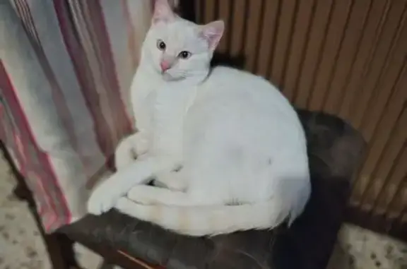 Chat perdu, Peschadoires, photo: Chat blanc perdu, blessé à Peschadoires