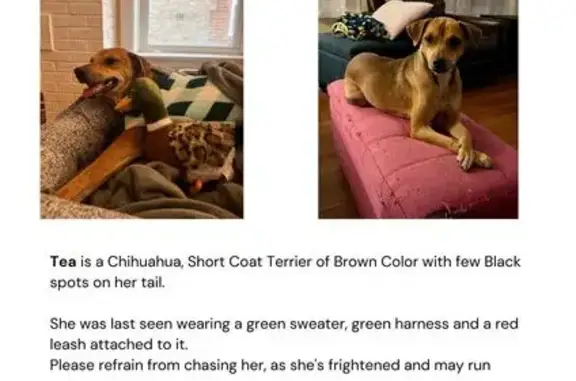 Lost Terrier in Green Sweater: Call Now!