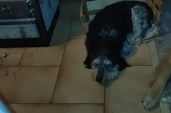 Chien perdu , photo : Griffon bleu craintif perdu à Colombotte