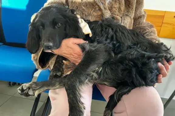Chienne jeune trouvée maigre à Saint-Hilaire - photo