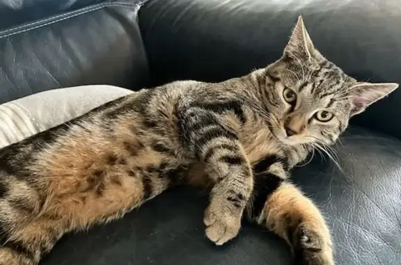 Animaux perdus Thionville, photo: Chat tigré perdu à Thionville, 9 mois