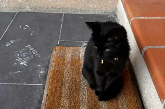 Chat trouvé Gréasque, photo: Jeune chatte noire trouvée à Gréasque
