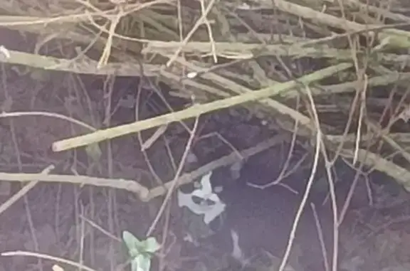 Chat noir et blanc craintif trouvé à Mondelange - photo
