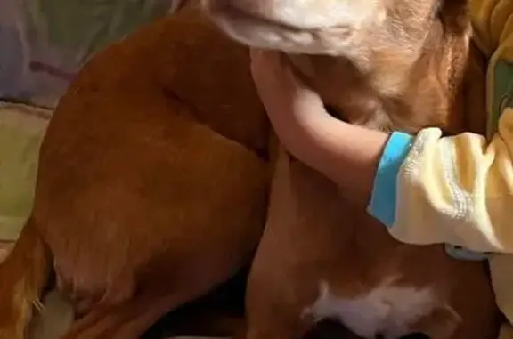 Perro Perdido: Canela, Gira su Cabeza Feliz