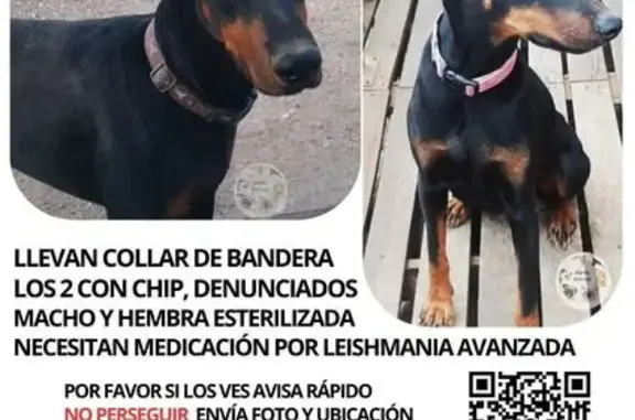 Dobermans Perdidos en El Molar: ¡Urgente!