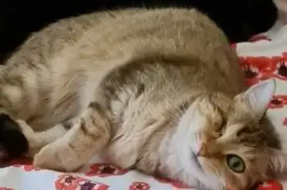 Chat perdu, Pujols, photo: Chatte peureuse disparue à Pujols