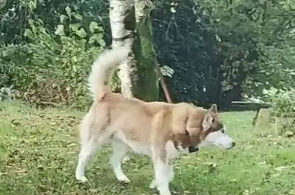 Chien perdu Derval, photo : Husky marron-blanc perdu à Derval