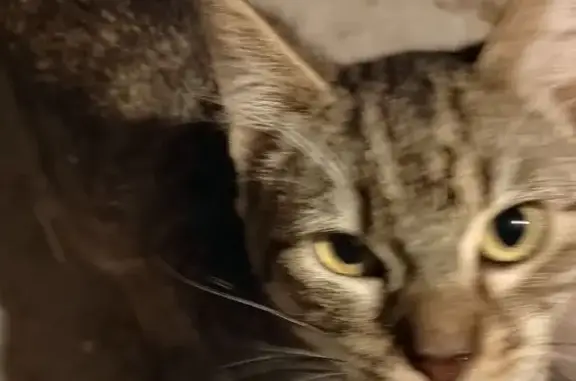 Animaux trouvés Romilly-sur-Seine, photo: Chat mâle tigré trouvé à Romilly-sur-Seine
