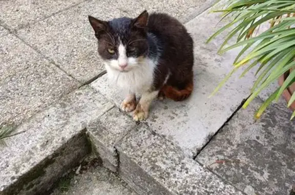 Chat noir et blanc trouvé Rue de la Garonne - photo