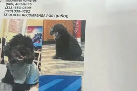 Lost Black Poodle, 11 Yrs, Needs Help!