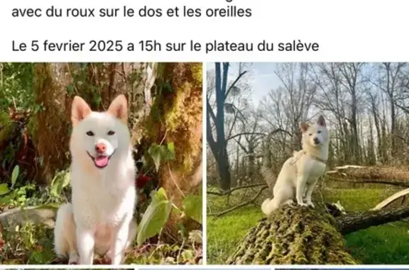 Chien perdu , photo : Shiba Inu blanche disparue au Salève