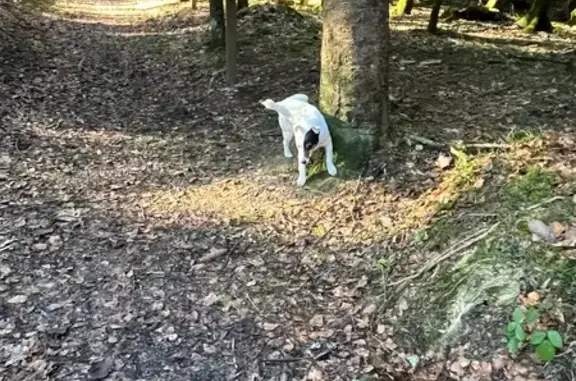 Animaux trouvés , photo: Chien errant noir et blanc trouvé à Bonnétage