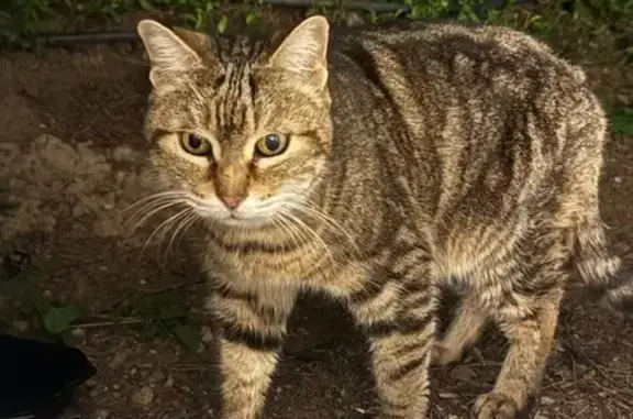 Chat tigré marron trouvé à Bastia - photo