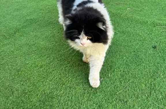 Chat noir et blanc trouvé à La Crau - photo