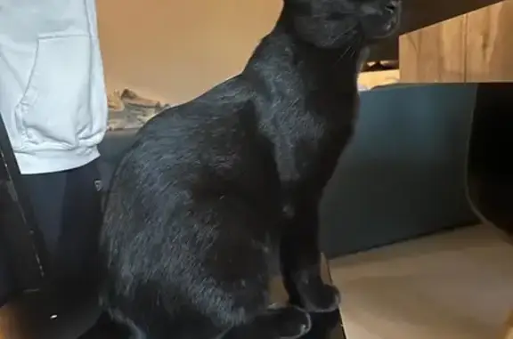 Animaux perdus Montpellier, photo: Chat noir 9 mois perdu à Montpellier