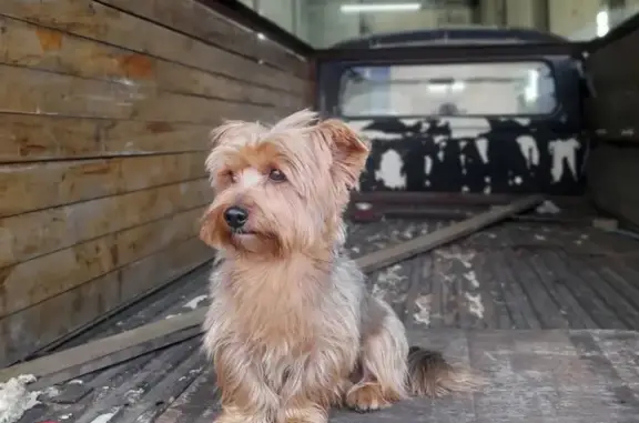 Yorkshire perdido, 7 anos, Rua Manoel Claudino