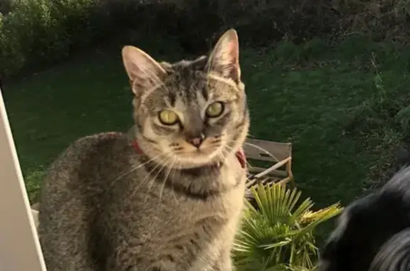 Chat perdu Place Marcel Bernarde, Riantec - photo